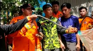 Lima Kasus Ular Di Paringin, Satu Korban Meninggal