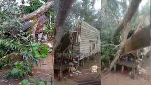 Cuaca Ekstrem; Rumah Warga Balangan Tertimpa Pohon