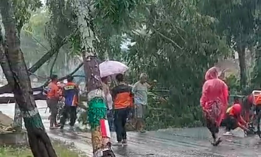 Pohon tumbang di jalan nasional A Yani Balangan