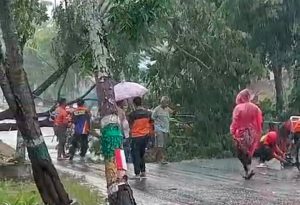 Cuaca Ekstrem ; Pohon Tumbang di Jalan Nasional A Yani Balangan