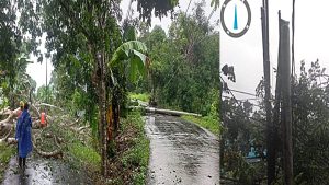 Cuaca Ekstrem; Pohon Tumbang Robohkan Tiang Listrik