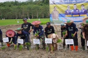 KNPI Balangan Gelar Aksi Tanam Padi untuk Dukung Ketahanan Pangan