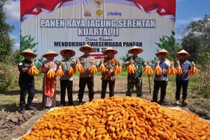 Dukung Swasembada Pangan, Balangan Gelar Panen Raya Jagung Serentak Bersama Presiden Prabowo