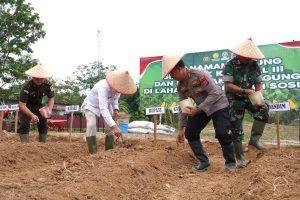 Dukung Program Nasional Ketahanan Pangan, Bupati Balangan Apresiasi Tanam Jagung Serentak Polres