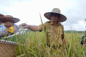Panen Raya Padi di Tanah Habang Kanan, Pemkab Dorong Ketahanan Pangan