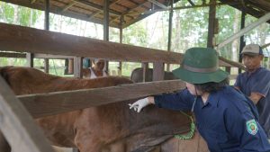 DKP3 Balangan Gelar Vaksinasi PMK untuk Ratusan Ekor Sapi