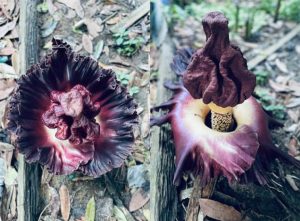 Bunga Langka Tumbuh di Desa Batu Merah