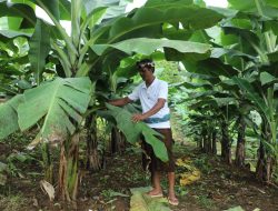 Sertipikat Ulayat Asahduren Dorong Ekonomi Adat