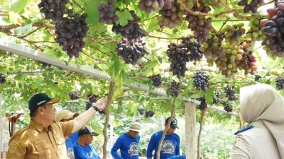 Kebun Anggur Duyu Bangkit di Kota Palu Sulawesi Tengah.