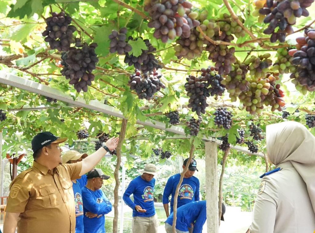 Kebun Anggur Duyu Bangkit di Kota Palu Sulawesi Tengah.