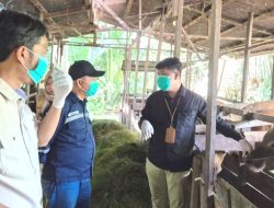 Jelang Idul Adha – DKP3 Balangan Periksa Kesehatan Hewan Kurban