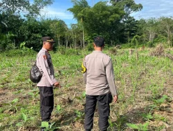 Dukung Program Asta Cita – Polsek Awayan Dampingi Petani Jagung