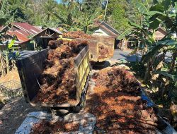 Harga Sawit di Awayan Turun, Petani Balangan Keluhkan Pendapatan Menyusut