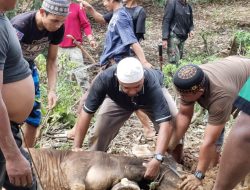 Pengurus Muallaf Beriman Kec. Tebing Tinggi Salurkan Bantuan Qurban 2 Ekor Sapi