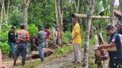 Warga Desa Gelar Handil Kurban, Perkuat Kebersamaan di Hari Raya Iduladha 1447 H