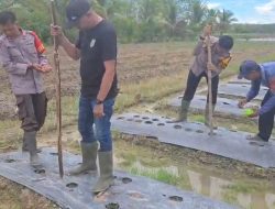 Wujudkan Ketahanan Pangan, Polsek Batumandi Aktif Kawal Program Tanam Jagung