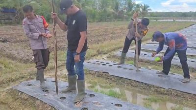 Wujudkan Ketahanan Pangan, Polsek Batumandi Aktif Kawal Program Tanam Jagung