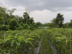 Harga Porang Tembus Rp14 Ribu, Petani Balangan Untung Besar