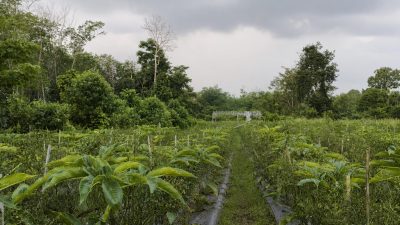 Harga Porang Tembus Rp14 Ribu, Petani Balangan Untung Besar