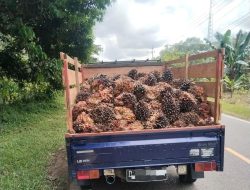 Harga Sawit Kembali Stabil, Pendapatan Petani Balangan Mulai Meningkat