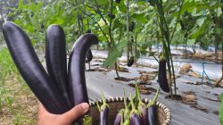 Harga Terong Meningkat, Petani Tebing Tinggi Semakin Optimistis