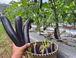 Harga Terong Meningkat, Petani Tebing Tinggi Semakin Optimistis