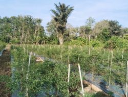Harga Cabe Merah Kriting Anjlok, Petani Balangan Menjerit Kerugian Besar