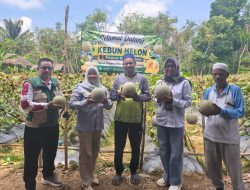 Panen Perdana Melon di Desa Bungin, BPP Paringin Selatan Dorong Minat Petani Muda