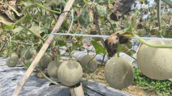 Kebun Melon Perdana di Desa Bungin Dibuka, Pengunjung Bisa Petik Langsung dari Pohon