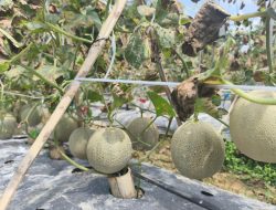 Kebun Melon Perdana di Desa Bungin Dibuka, Pengunjung Bisa Petik Langsung dari Pohon