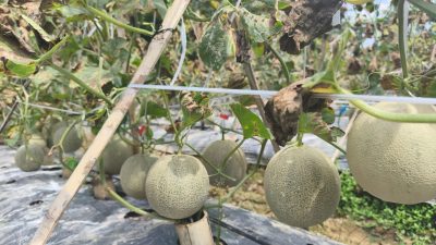 Kebun Melon Perdana di Desa Bungin Dibuka, Pengunjung Bisa Petik Langsung dari Pohon