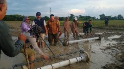BPP Paringin Selatan Terapkan Metode PM-AAS Tingkatkan Produktivitas Padi Balangan