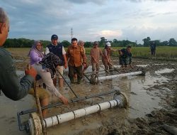 BPP Paringin Selatan Terapkan Metode PM-AAS Tingkatkan Produktivitas Padi Balangan