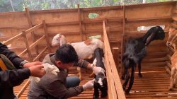 DKP3 Balangan Perkuat Surveilans Kesehatan Hewan Demi Lindungi Ternak Peternak