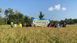 Program IP 200 Tingkatkan Produktivitas Padi Petani Desa Bungin Balangan