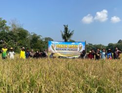 Program IP 200 Tingkatkan Produktivitas Padi Petani Desa Bungin Balangan