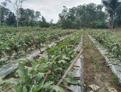 Harga Terong Ungu Stabil Tinggi, Petani Balangan Panen Keuntungan Besar