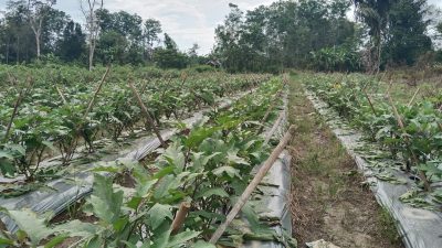 Harga Terong Ungu Stabil Tinggi, Petani Balangan Panen Keuntungan Besar