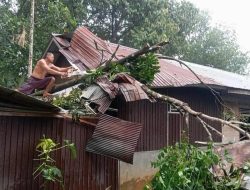 Hujan Lebat dan Angin Kencang Tumbangkan Pohon, Rumah Warga di Halong Rusak