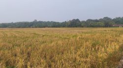 Kemarau Panjang, Sawah Balangan Mengering dan Petani Terancam Gagal Panen
