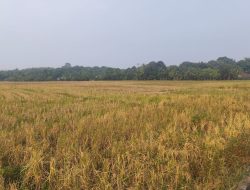 Kemarau Panjang, Sawah Balangan Mengering dan Petani Terancam Gagal Panen