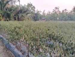 Kemarau Panjang Mengancam, Petani Cabai Tingkatkan Perawatan Tanaman Setiap Hari