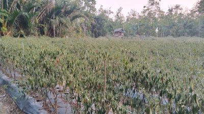 Kemarau Panjang Mengancam, Petani Cabai Tingkatkan Perawatan Tanaman Setiap Hari