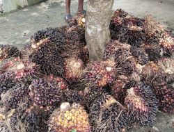 Harga Sawit Balangan Pulih, Petani Lega Meski Kemarau Melanda