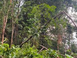 PLN Perbaiki Jaringan, Distribusi Air IPA Gunung Pandau Dihentikan