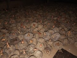 Harga Bibit Porang Tembus Rp40 Ribu, Petani Pilih Sistem Tumpang Sari