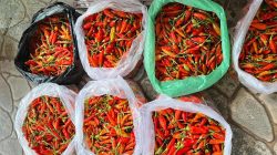 Harga Cabai Tiung Tanjung di Balangan Tembus Rp115 Ribu per Kilogram
