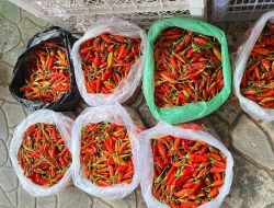 Harga Cabai Tiung Tanjung di Balangan Tembus Rp115 Ribu per Kilogram