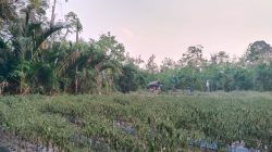 Harga Cabai Merah Keriting di Balangan Tembus Rp75 Ribu per Kilogram