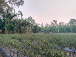 Harga Cabai Merah Keriting di Balangan Tembus Rp75 Ribu per Kilogram